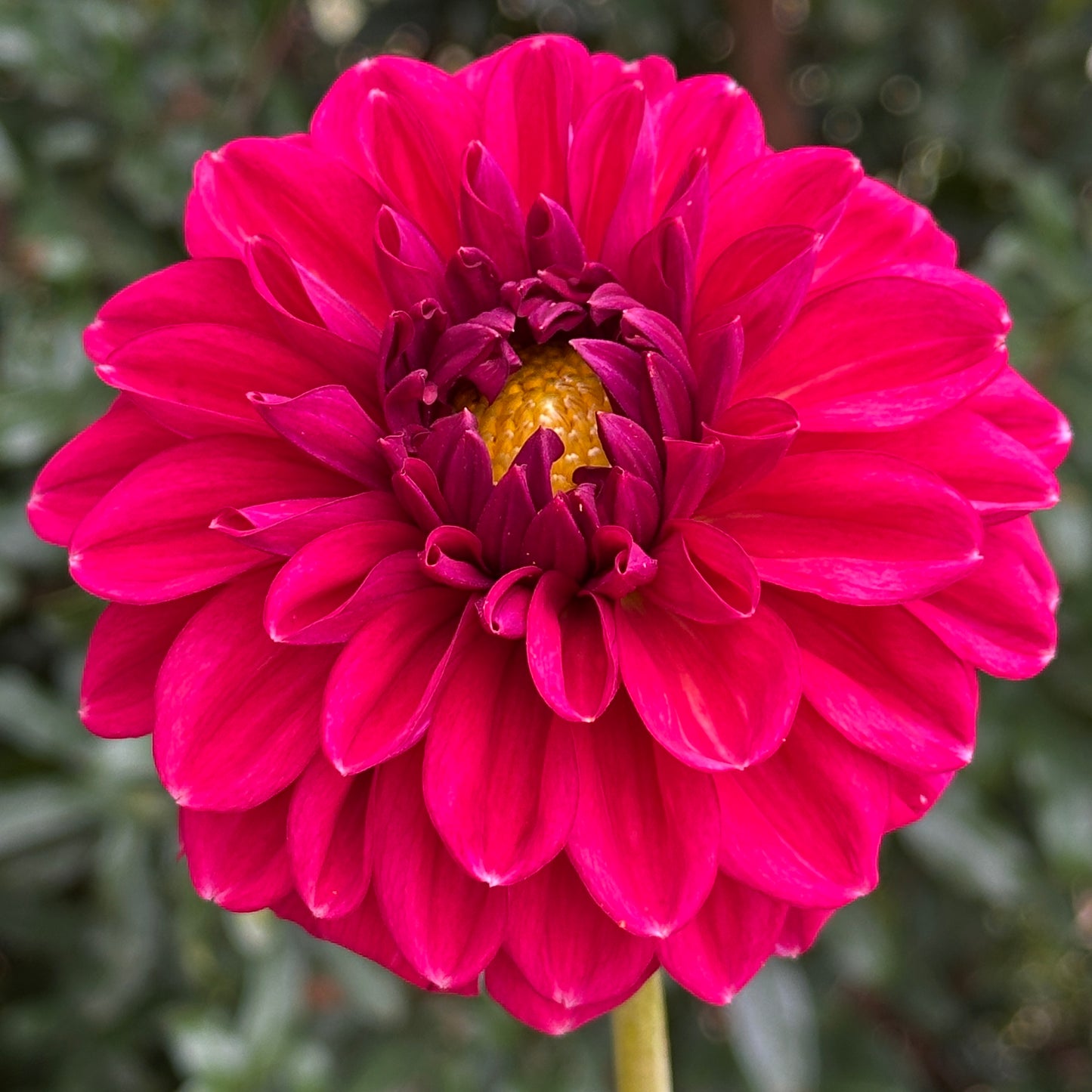 Perch Hill  Dahlia Tuber