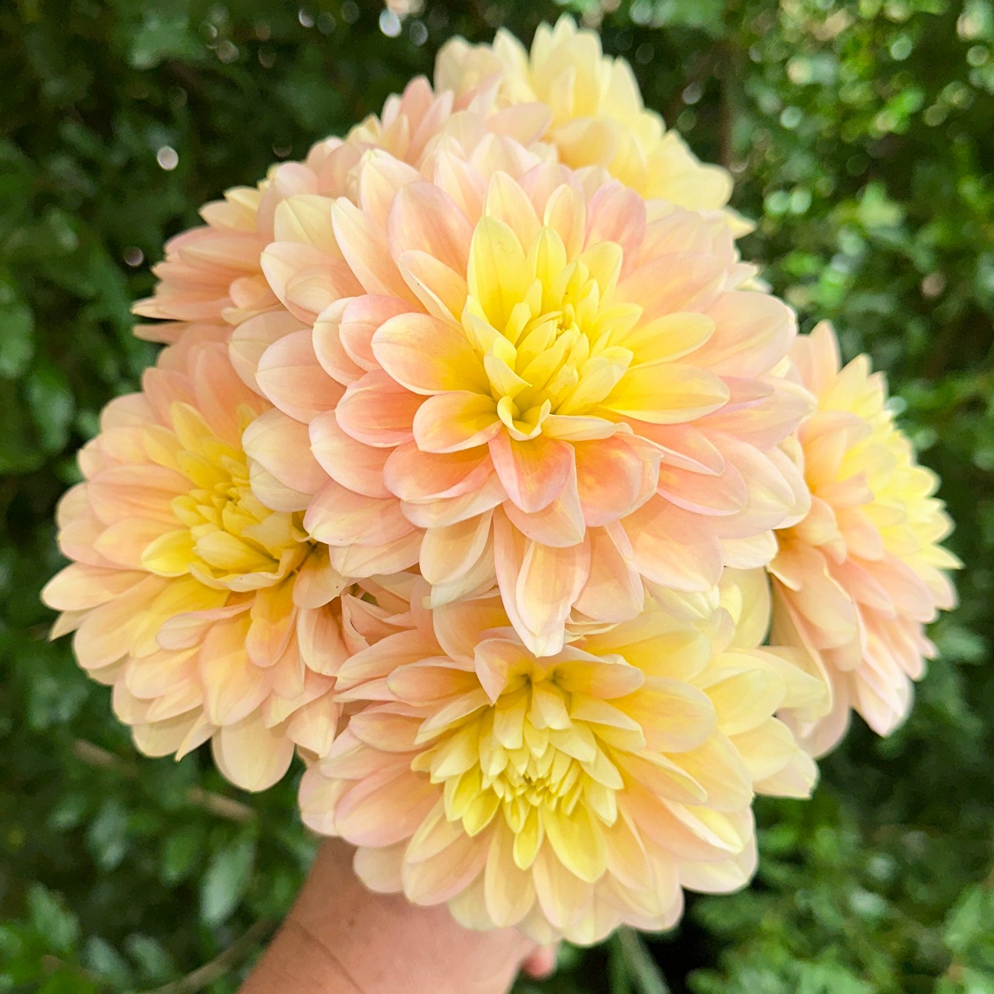 Day Dreamer Dahlia (Limit 1 p.p)
