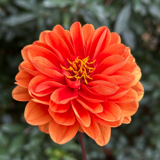 Dalaya Apricot with Red Eye Dahlia Tuber