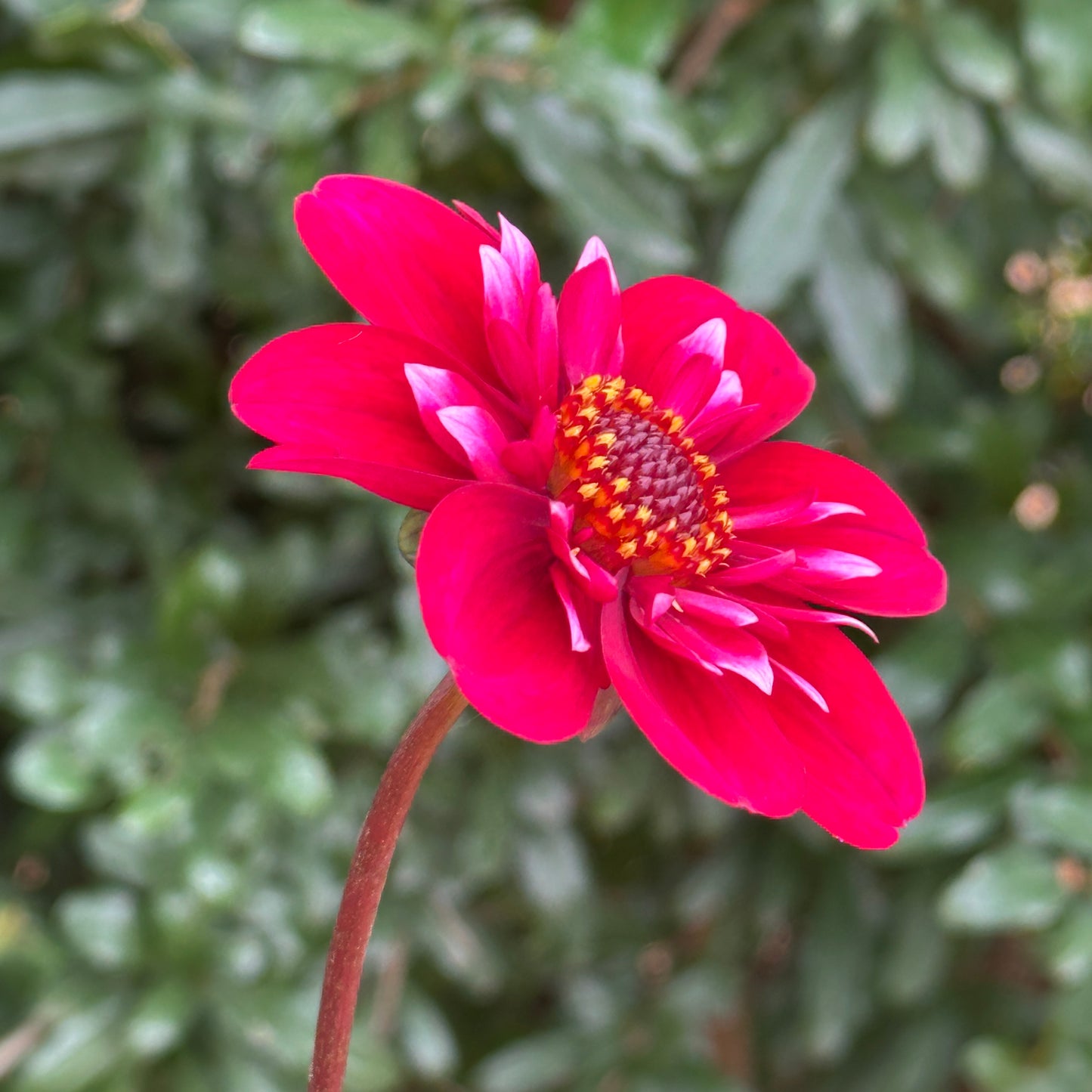 Hootenanny Dahlia Tuber