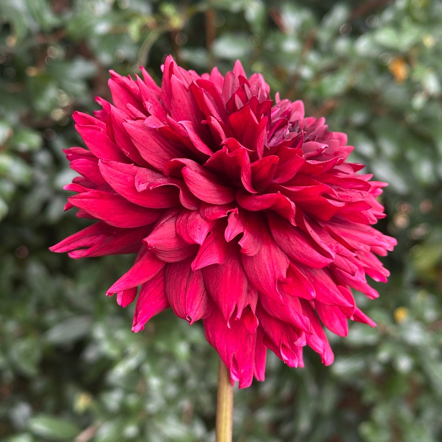 Painted Black Dahlia Tuber