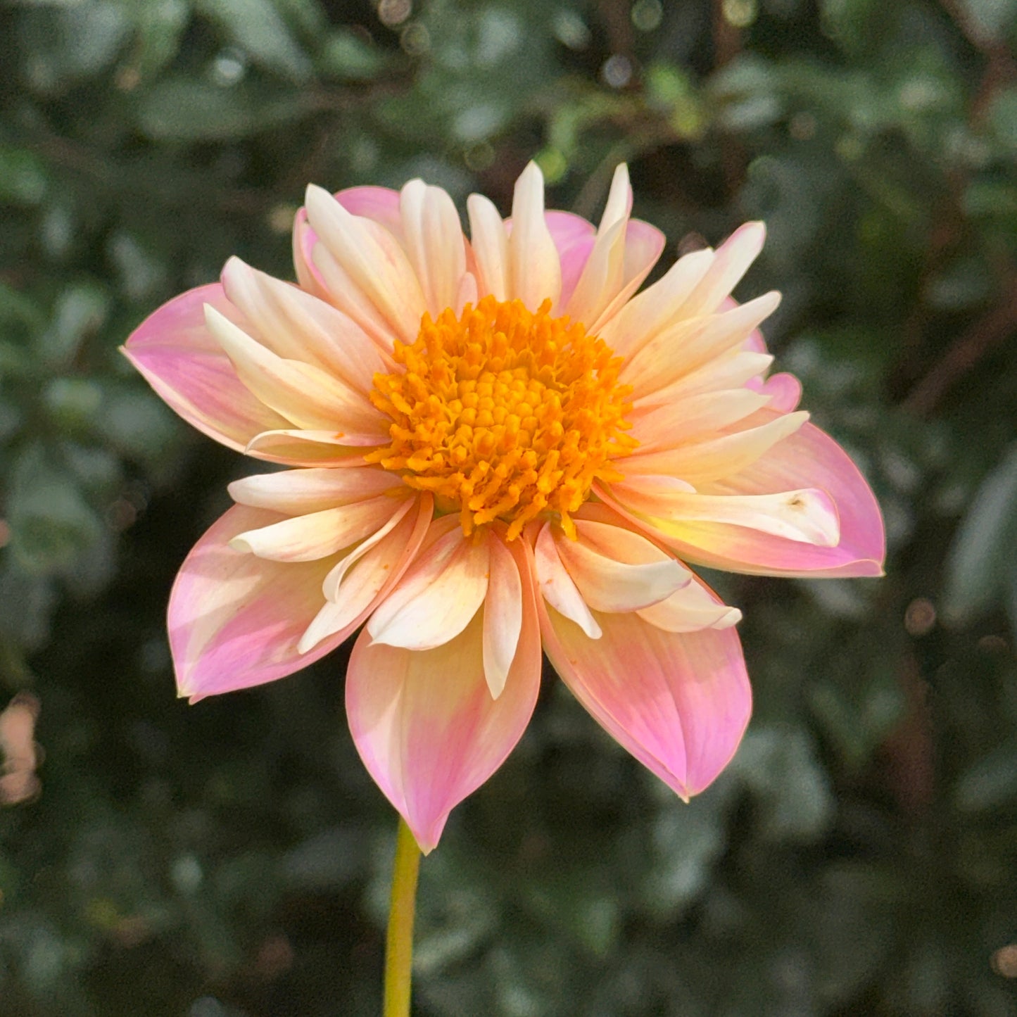 Pepita Pink Dahlia (Limit 1 p.p)