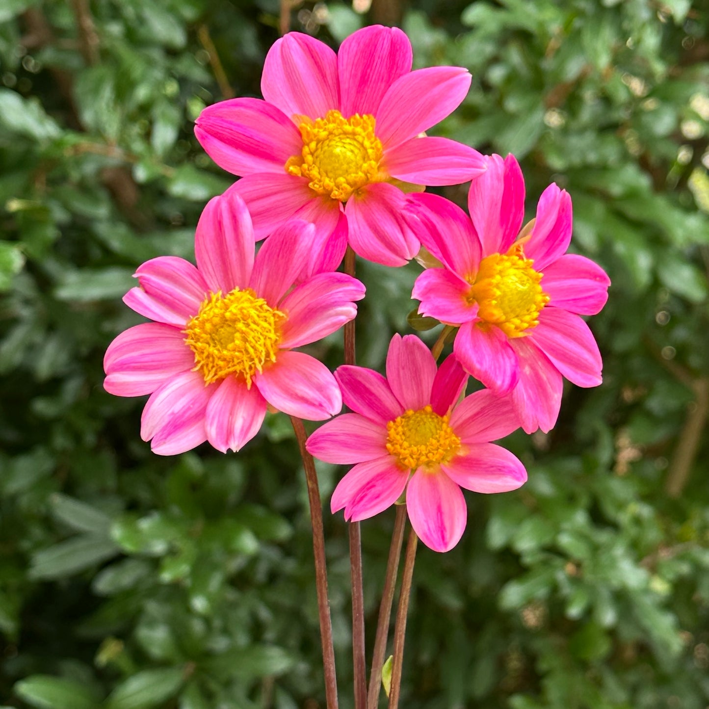 Topmix Rose Dahlia Tuber