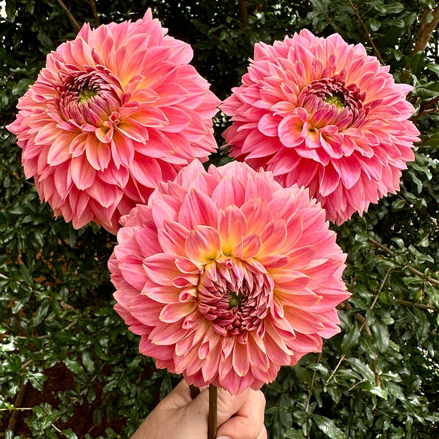 Navah Pretty Coral Dahlia Tuber