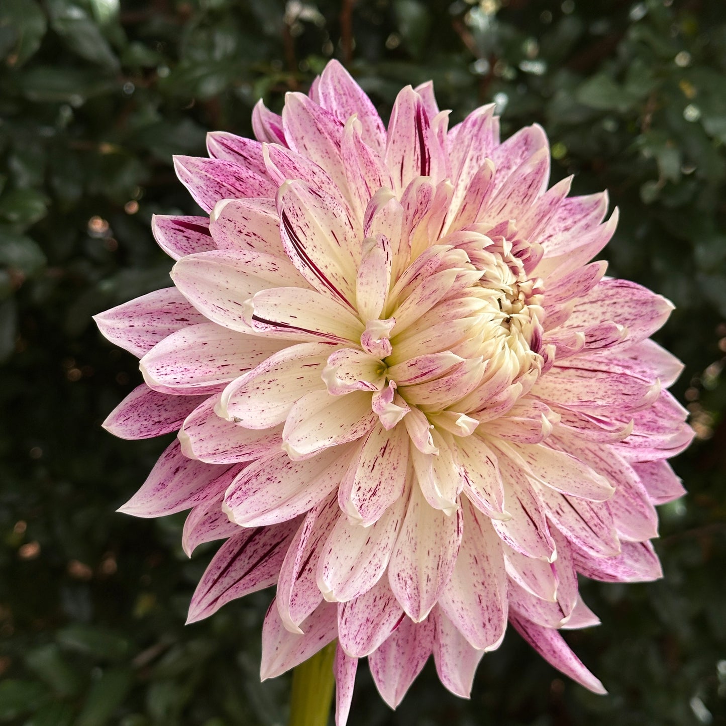 Avignon Dahlia Tuber