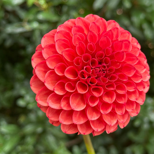 Valley Rust Bucket Dahlia (Limit 1 p.p)