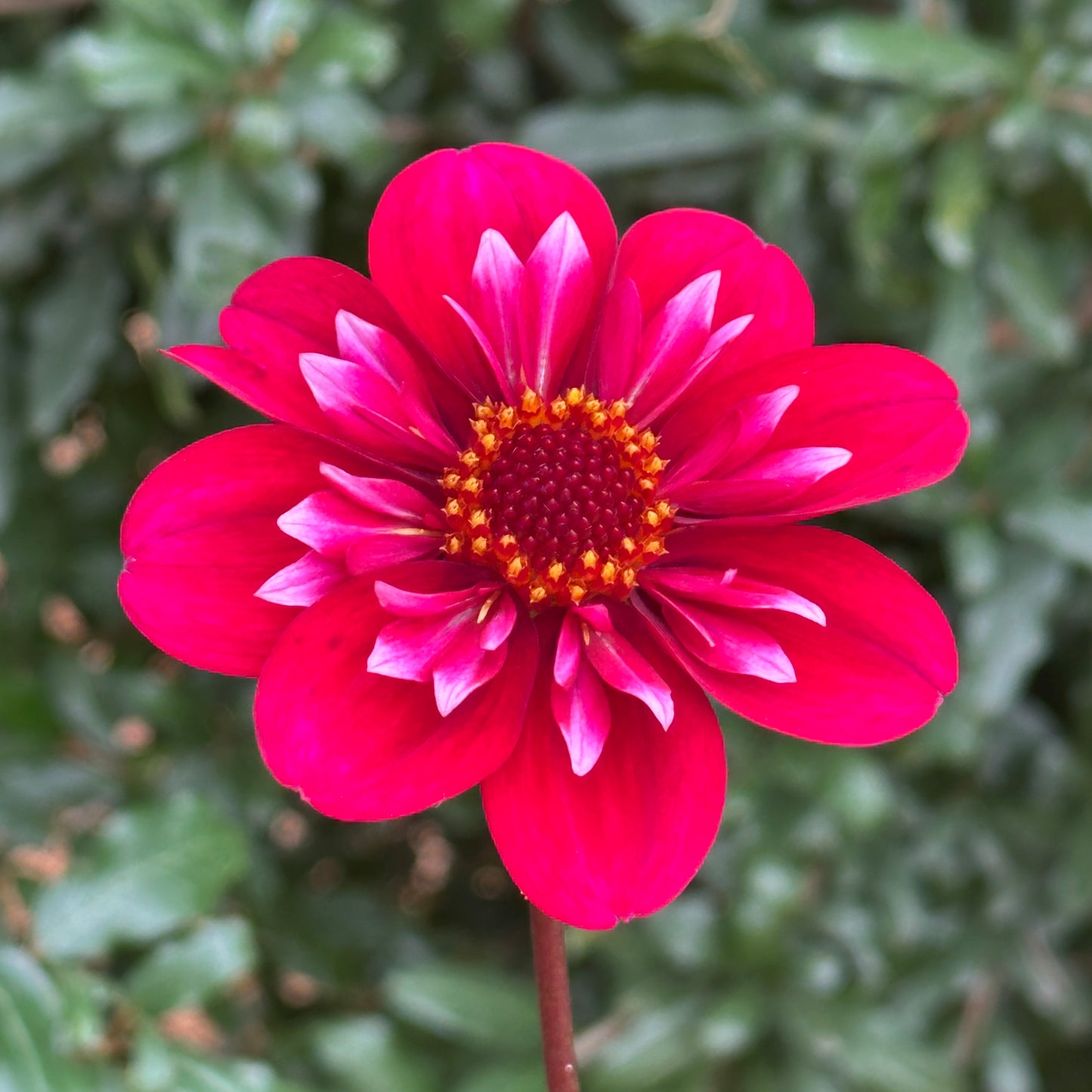 Hootenanny Dahlia Tuber