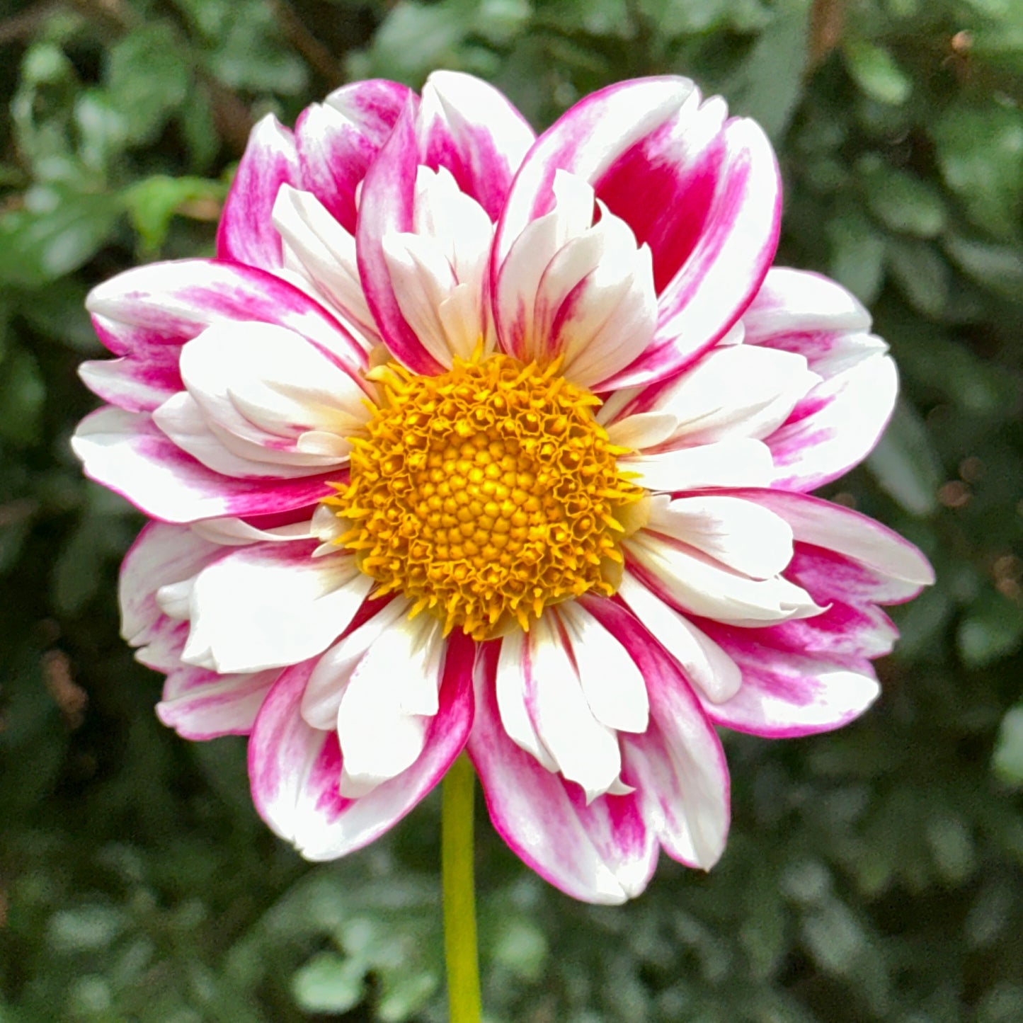 Bumble Rumble Dahlia Tuber