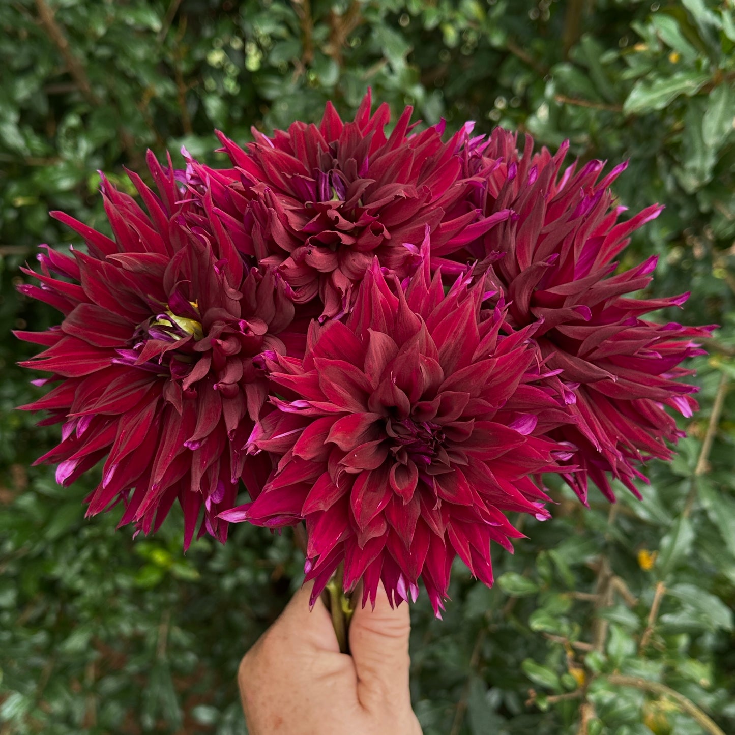 Burgundy Cactus Dahlia Tuber