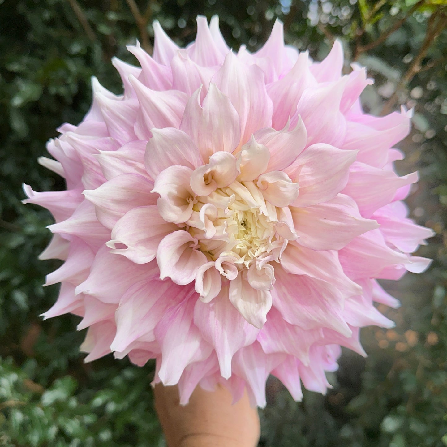 Gitt's Perfection Dahlia Tuber