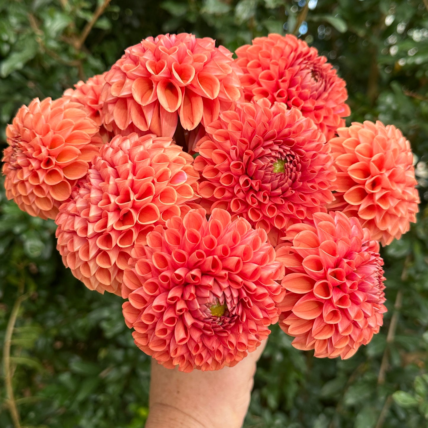 Cornel Bronze Dahlia Tuber