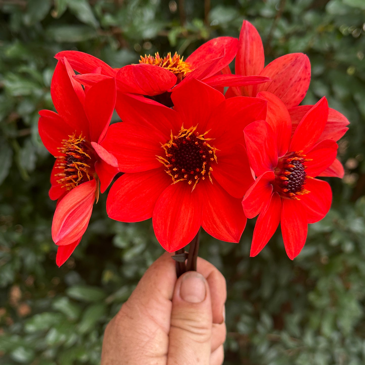 Bishop's of Llandaff Dahlia Tuber