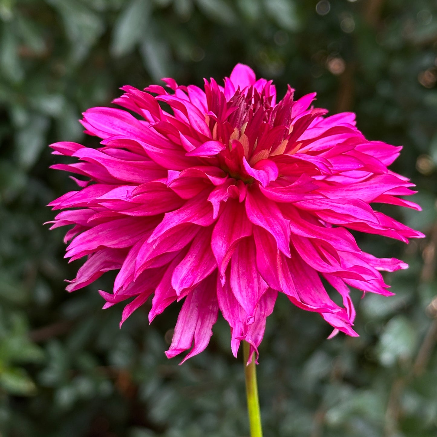 Gallery Art Nouveau Dahlia Tuber