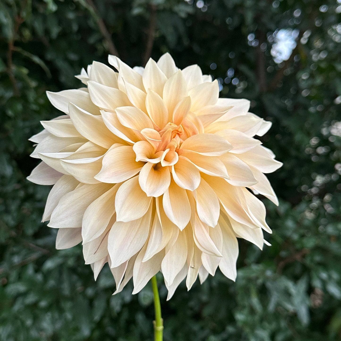 Cafe au Lait Dahlia Tuber
