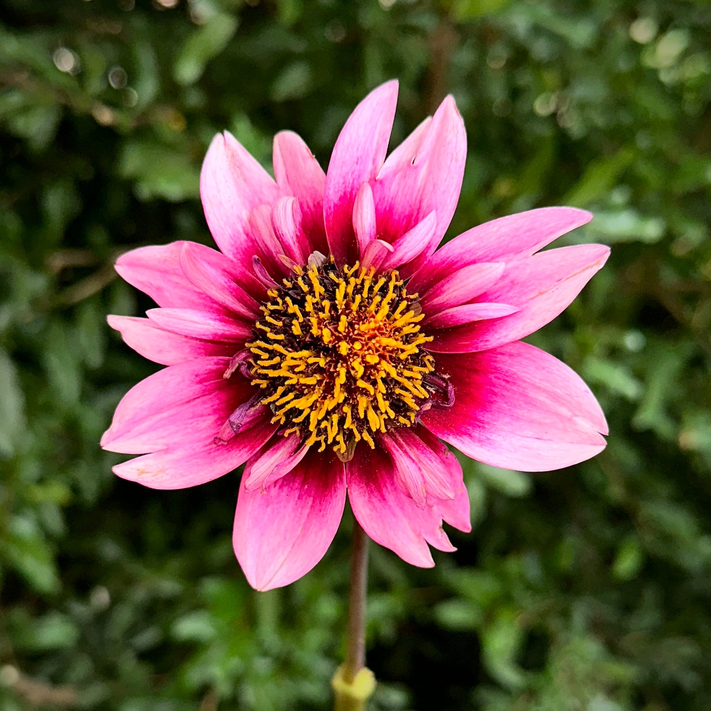 Skyfall Dahlia Tuber