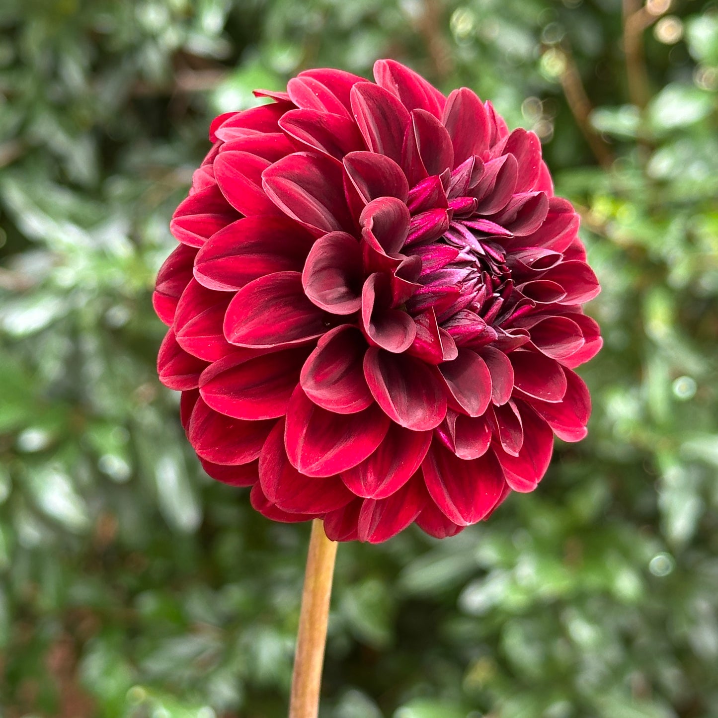 Pallada Dahlia Tuber