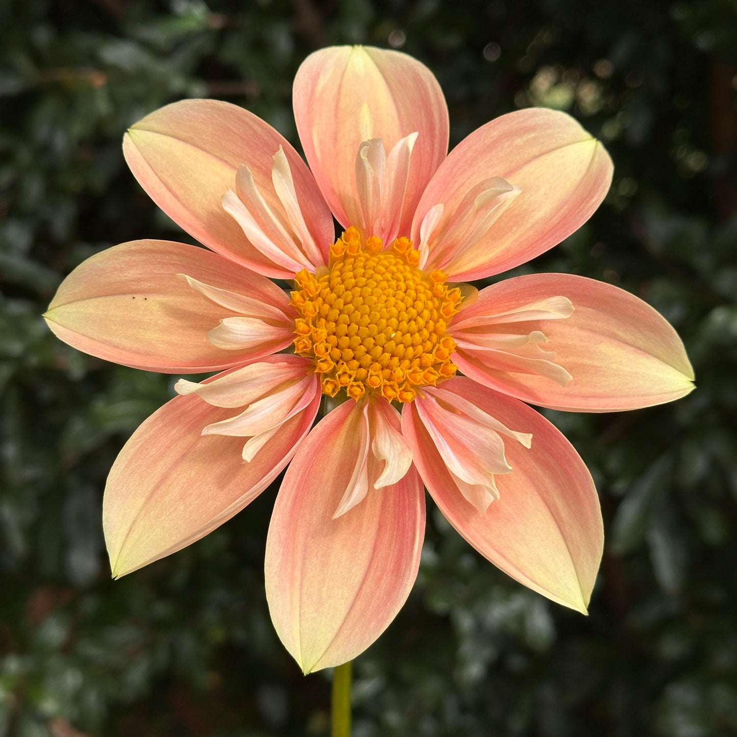 Pina's Apple Pie Dahlia (Limit 1 p.p)