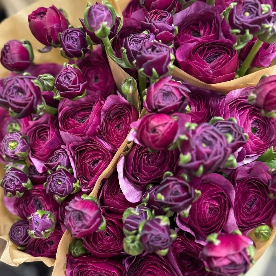 Purple Plum Ruffles Ranunculus Corms (Pack of 20)