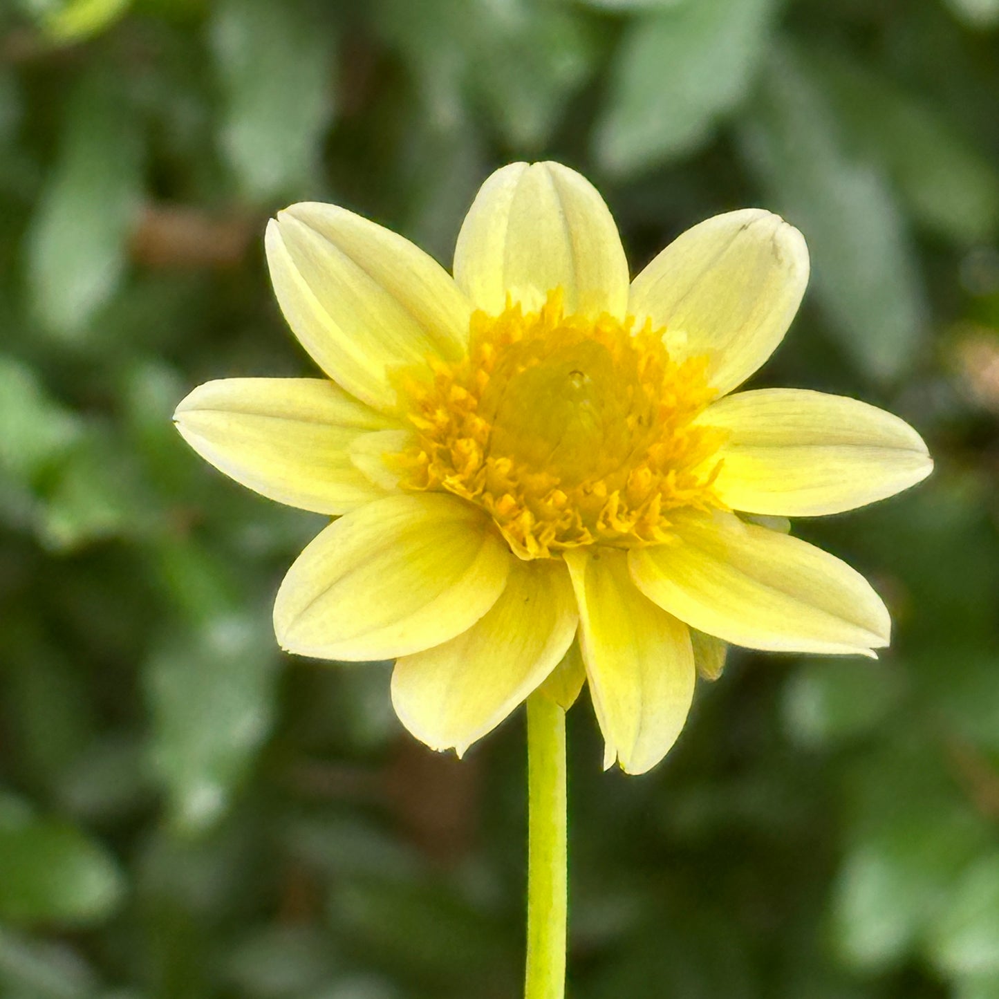 Topmix Yellow Dahlia Tuber