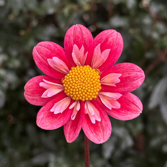 Kelsey Radiance Dahlia (Limit 1 p.p)