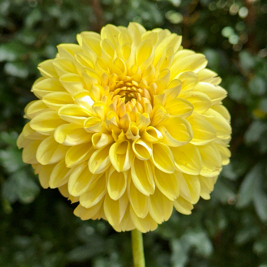 Golden Eye Dahlia Tuber