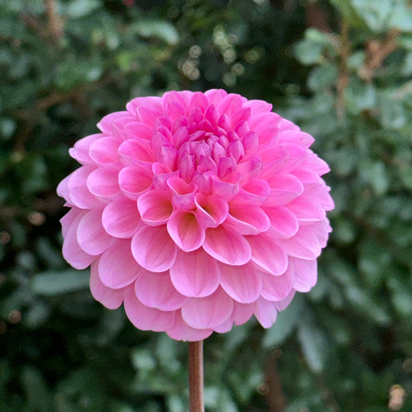 Veerle Dahlia Tuber