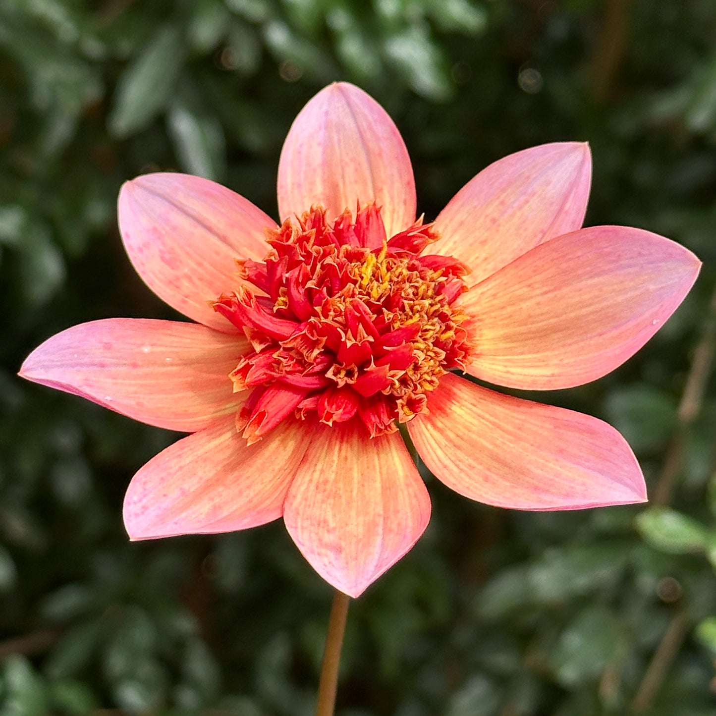 Totally Tangerine Dahlia Tuber