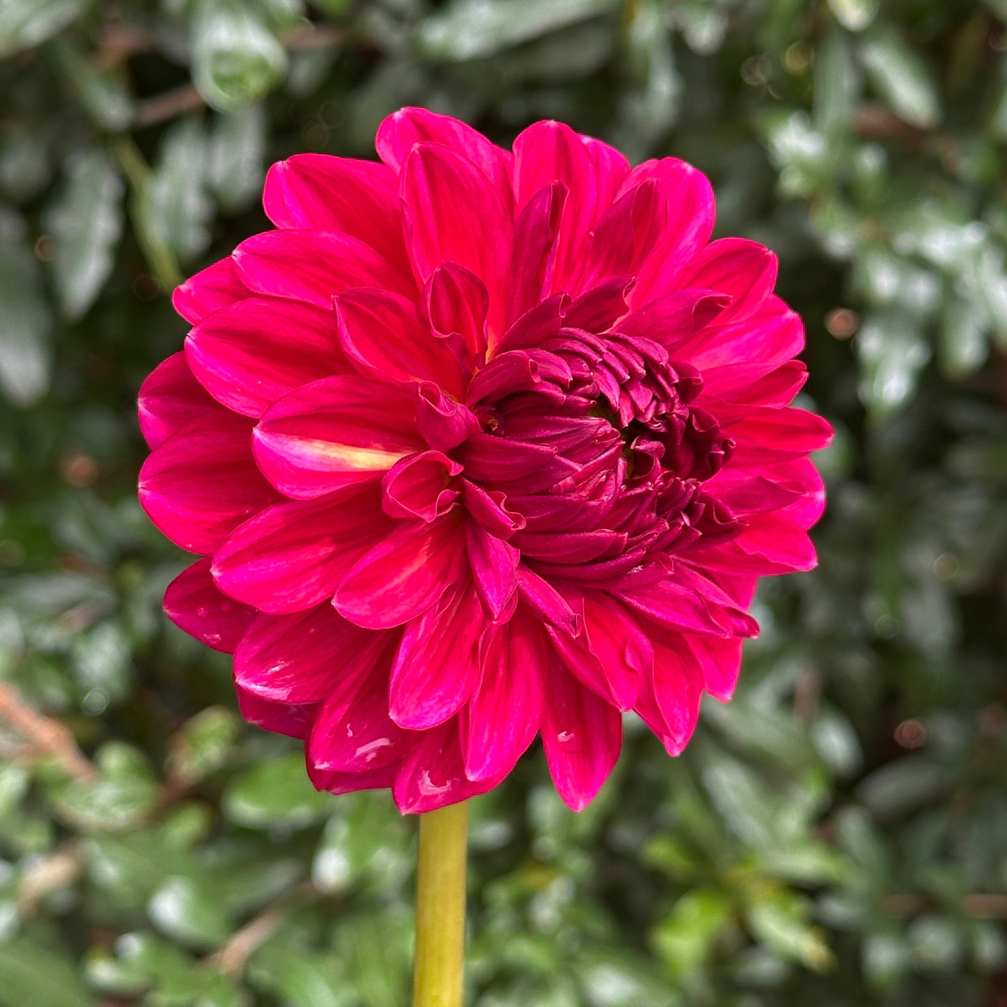 Perch Hill  Dahlia Tuber