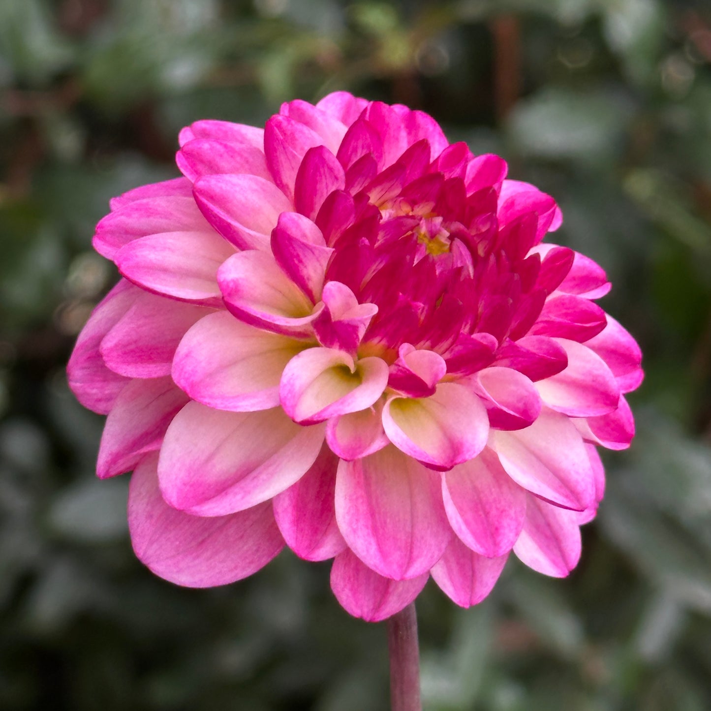 Nina's Choice Dahlia Tuber