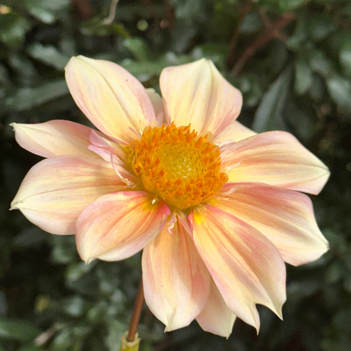 Apple Blossom Dahlia (Limit 1 p.p)