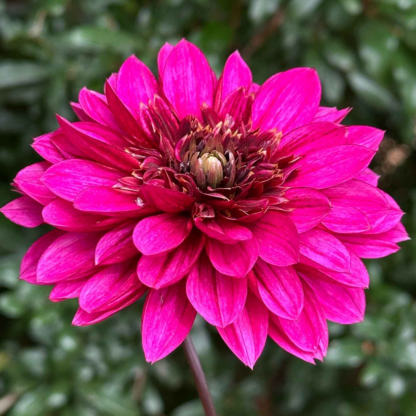 Purple Haze Dahlia Tuber