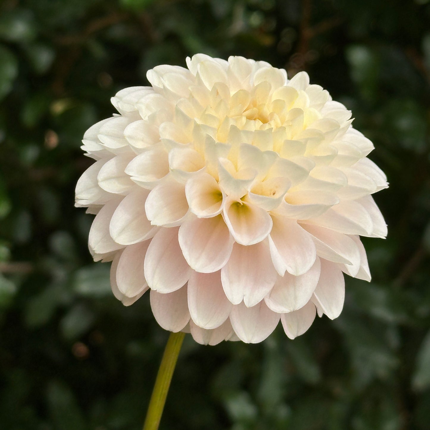 White Wizard Dahlia Tuber