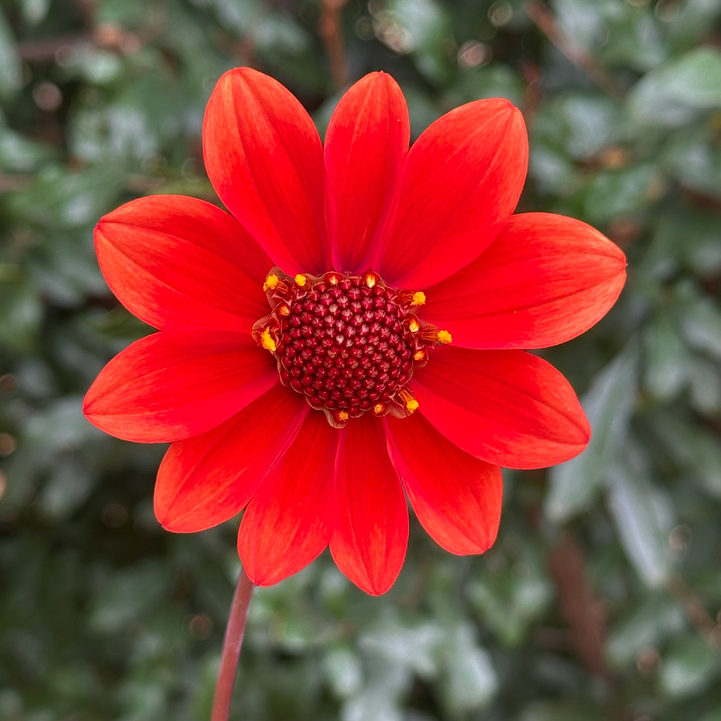 Bishop's of C Dahlia Tuber