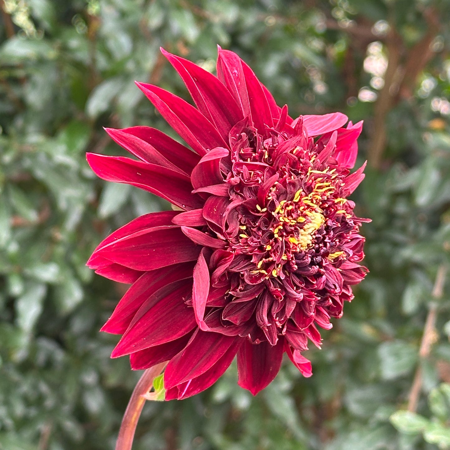 Soulman Dahlia Tuber