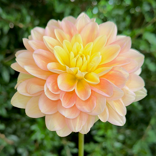 Day Dreamer Dahlia (Limit 1 p.p)