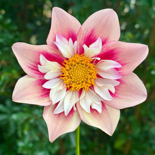 Rhubarb & Custard Dahlia (Limit 1 p.p)