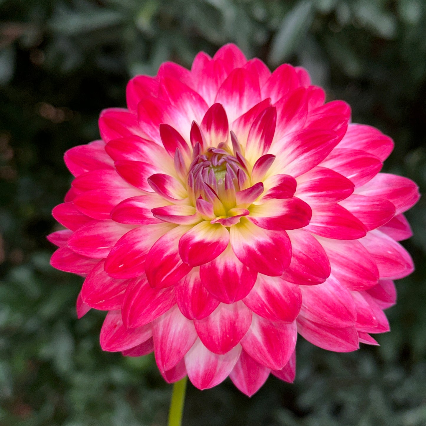 Dalaya Maxi Cherry Dahlia Tuber