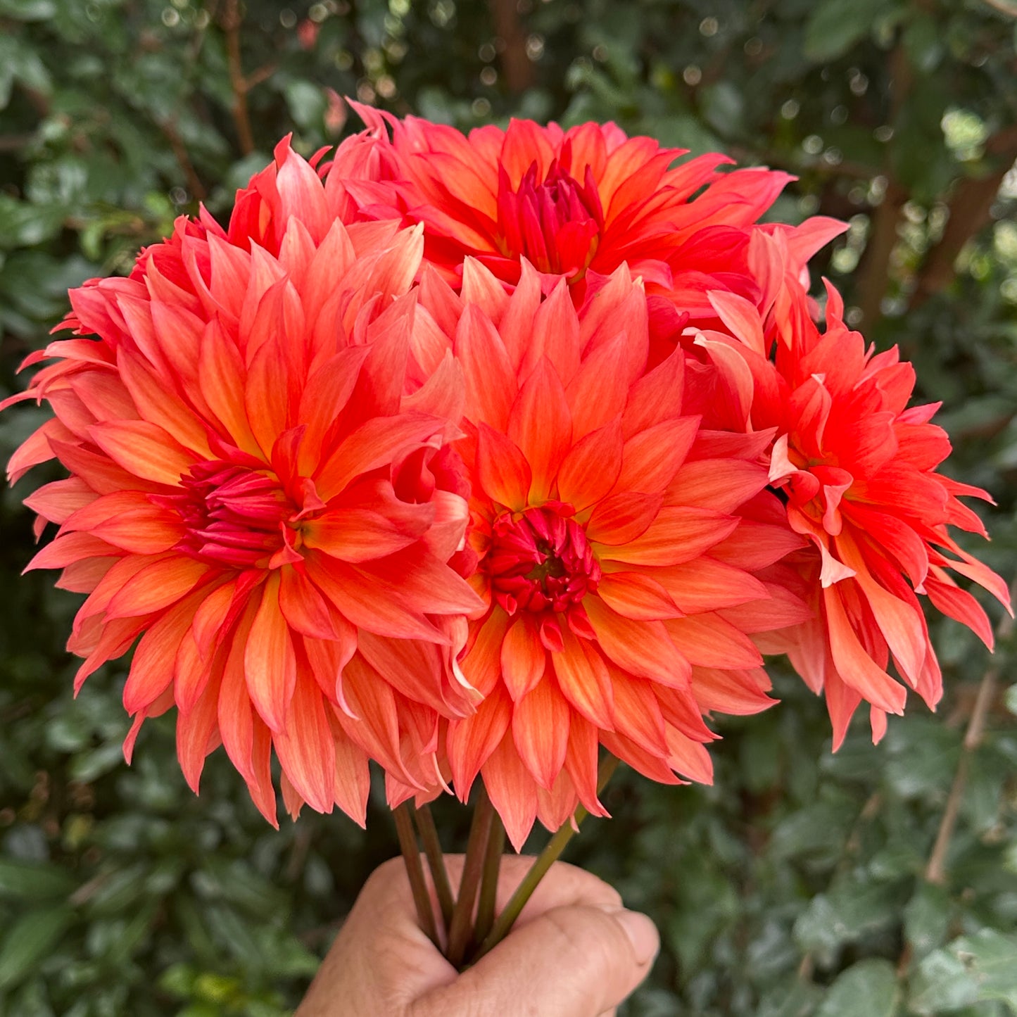 Autumn Fairy Dahlia Tuber
