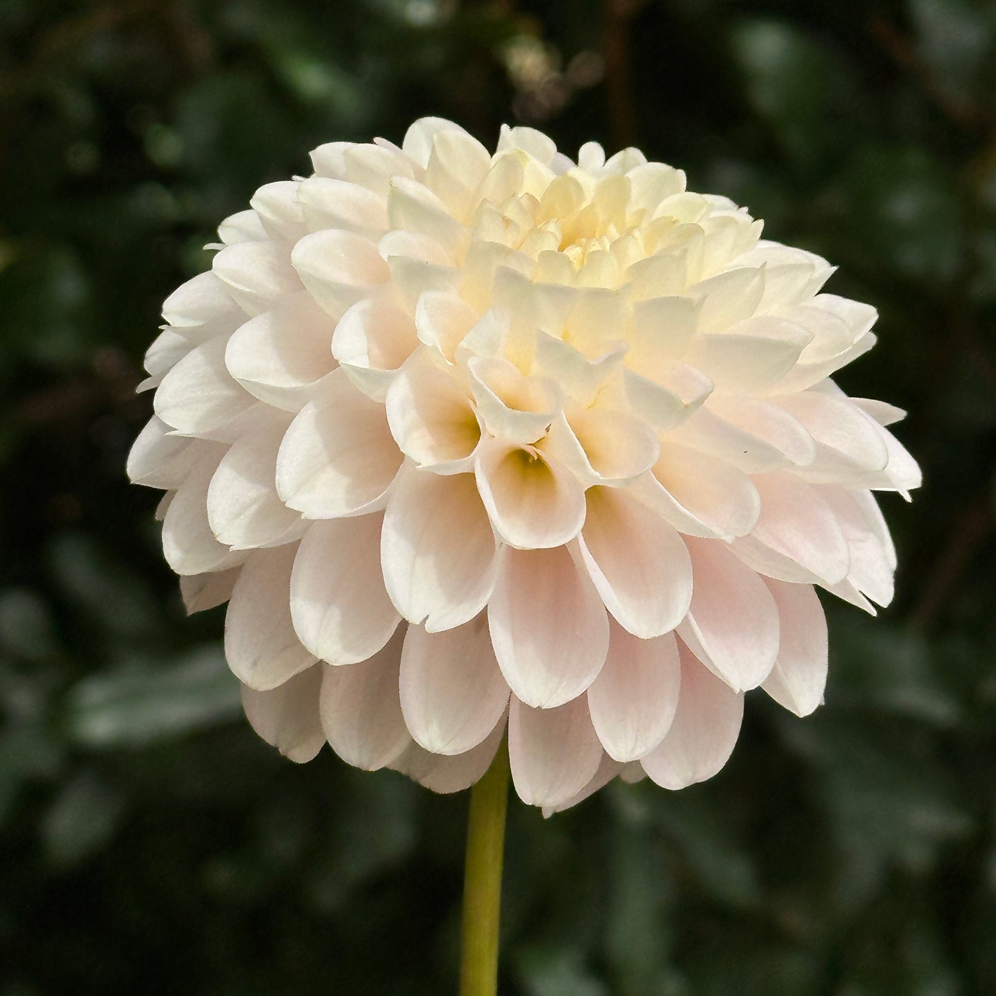 White Wizard Dahlia Tuber