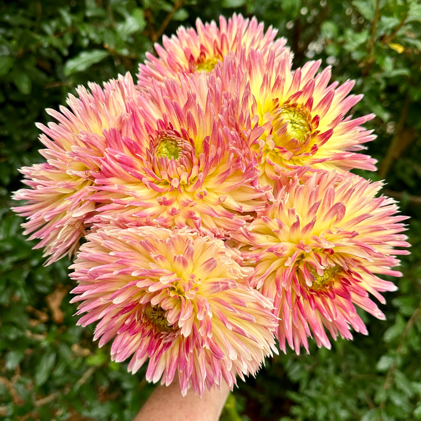 Summer Breeze Dahlia Tuber