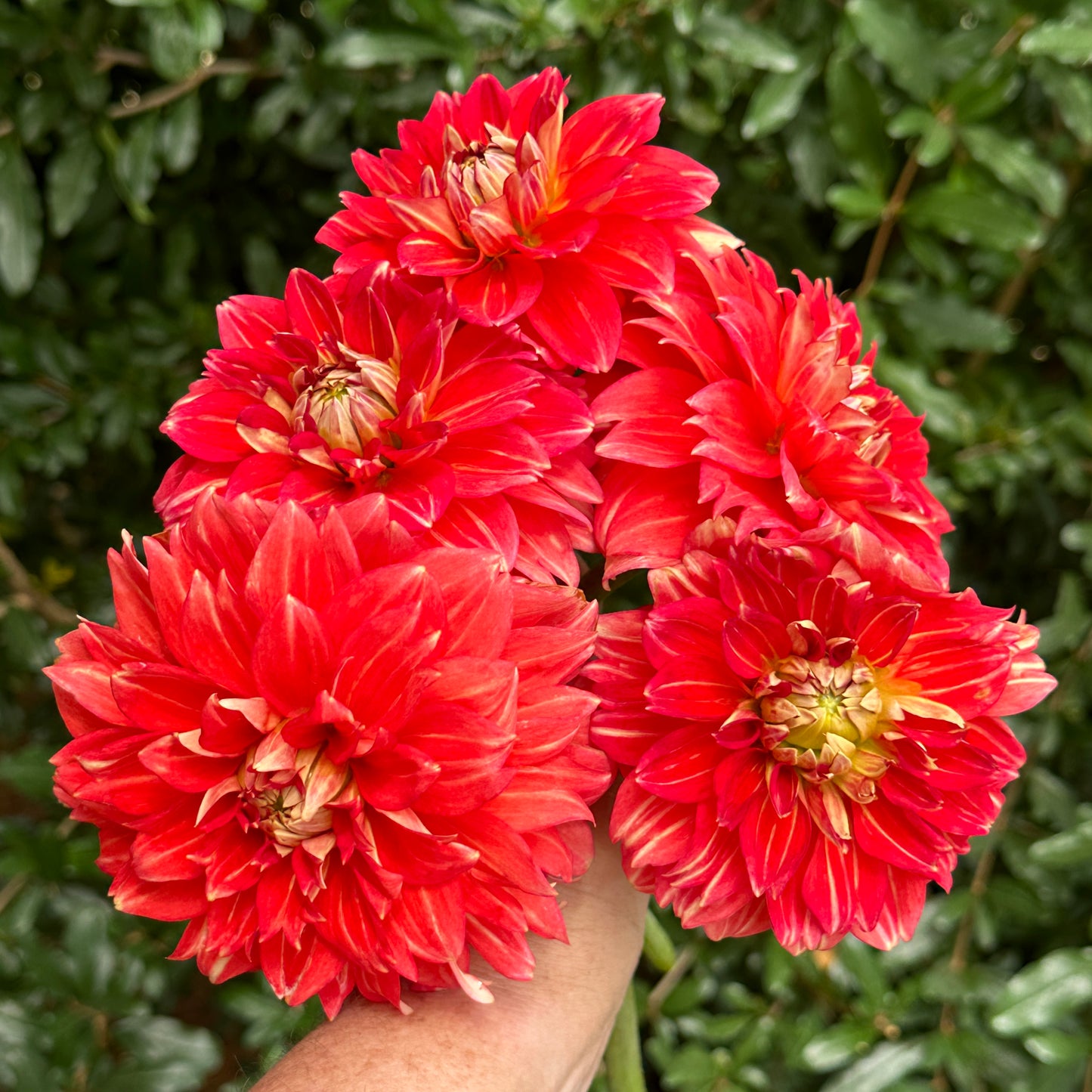 Monroe Dahlia Tuber