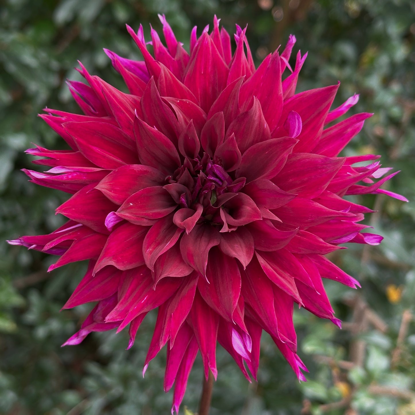 Burgundy Cactus Dahlia Tuber