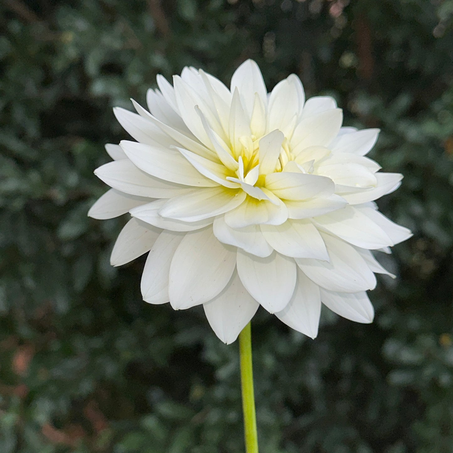 Karma Maarten Zwaan Dahlia Tuber