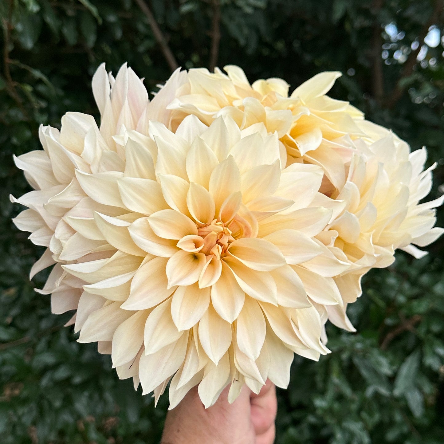Cafe au Lait Dahlia Tuber