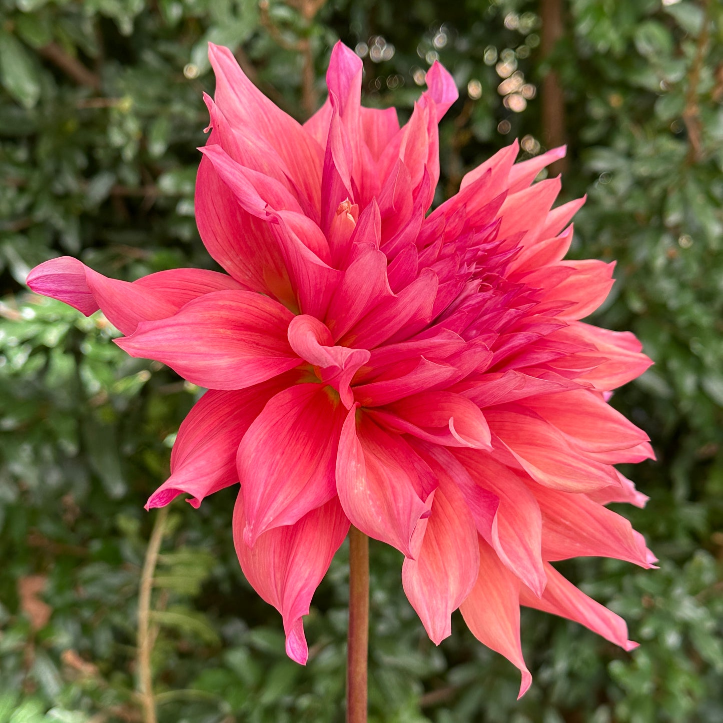 Belle of Barmera Dahlia Tuber