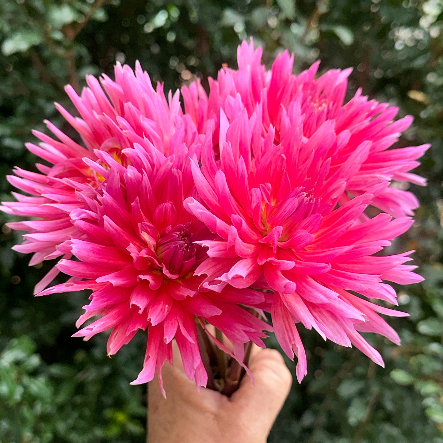 Douglas Camille Dahlia Tuber