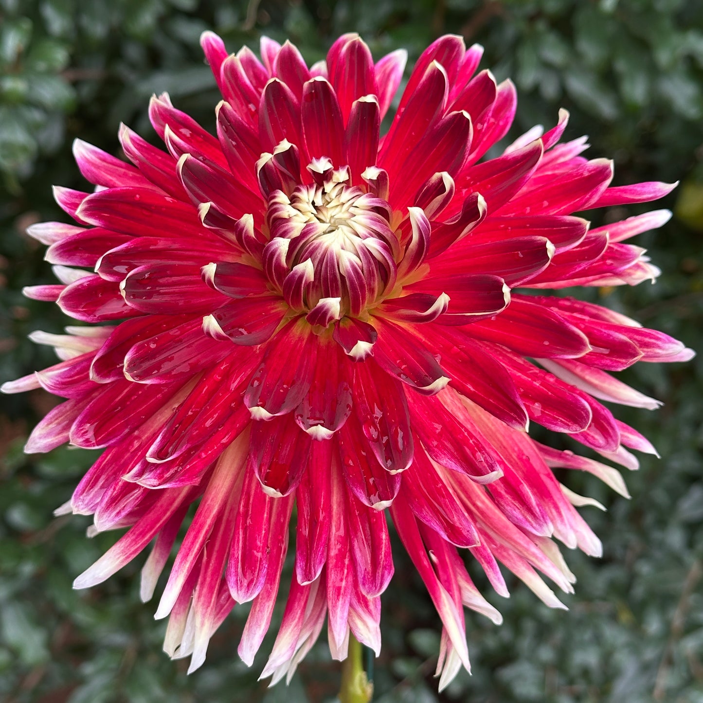 Akita Dahlia Tuber