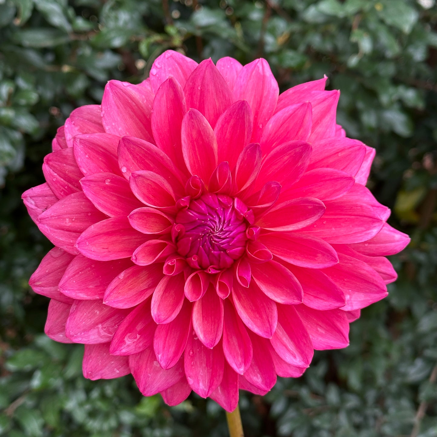 Scaur Swinton Dahlia (Limit 1 p.p)