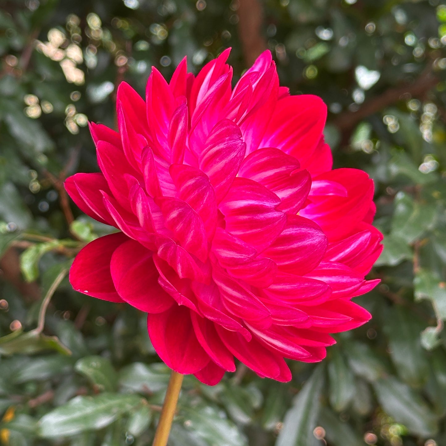 Sandia Bertha Dahlia (Limit 1 p.p)