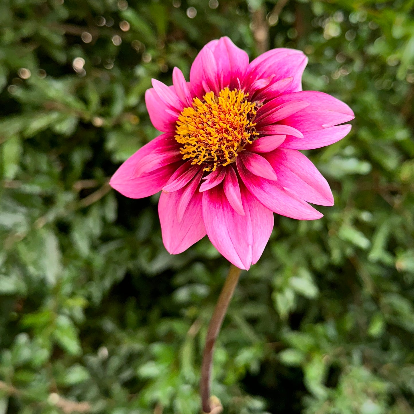 Skyfall Dahlia Tuber